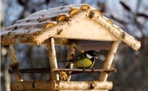 Pomóż ptakom przetrwać zimę!